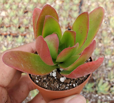 2" Crassula Campfire